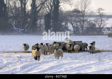 Paesaggio Innevato scena con pecore alimentando il fieno, in coperta di neve campo, Norfolk, Regno Unito, dicembre Foto Stock