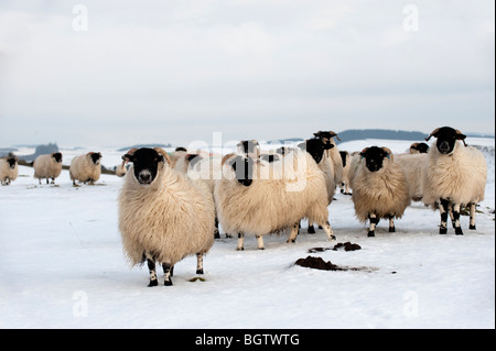 Tipo di Hexham Blackface pecore nella neve vicino al Muro di Adriano. Foto Stock