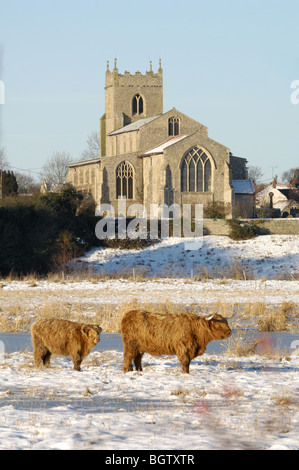 Vista invernale di Santa Maria Vergine Chiesa Wiveton, Norfolk, Regno Unito , con una copertura di neve e highland bovini in primo piano. Foto Stock