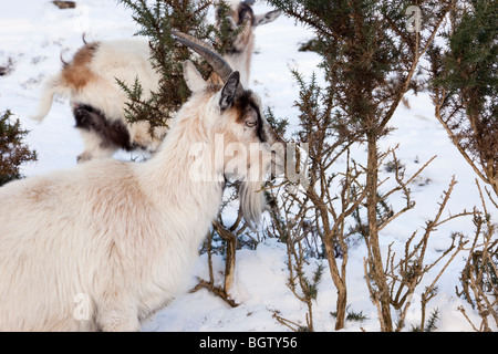 Ogwen Valley, Snowdonia, Galles del Nord, Regno Unito. Feral Welsh delle capre di montagna (Capra aegagrus hircus) alimentazione su gorse in inverno la neve Foto Stock