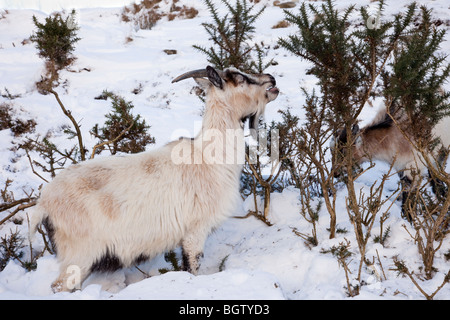 Ogwen Valley, Snowdonia, Galles del Nord, Regno Unito. Feral Welsh delle capre di montagna (Capra aegagrus hircus) alimentazione su gorse in inverno la neve Foto Stock