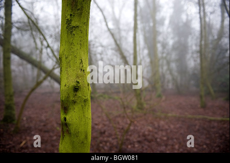 Un bosco di Essex nella nebbia. Foto di Gordon Scammell Foto Stock