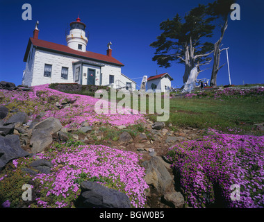 CALIFORNIA - impianto di ghiaccio blooming presso lo storico Battery Point Lighthouse a Crescent City. Foto Stock