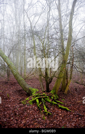 . Foto di Gordon ScammellAn Essex woodland nella nebbia Foto Stock