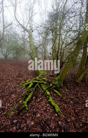 Un bosco di Essex nella nebbia. Foto di Gordon Scammell Foto Stock