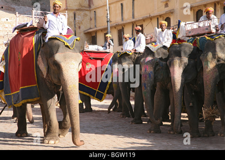 Elefante asiatico (Elephas maximus) utilizzati per il trasporto di turisti fino al colle del Forte Amber (rosa fort) in Jaipur India. Foto Stock