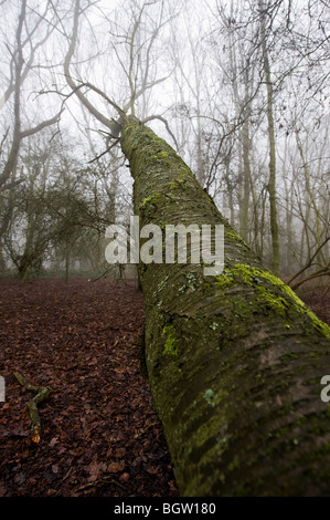 Un bosco di Essex nella nebbia. Foto di Gordon Scammell Foto Stock