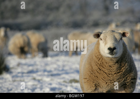 Villaggio di Coddington, Inghilterra. Vista ravvicinata di un pascolo di ovini su un soleggiato e gelido inverno di giorno in un campo di Cheshire. Foto Stock