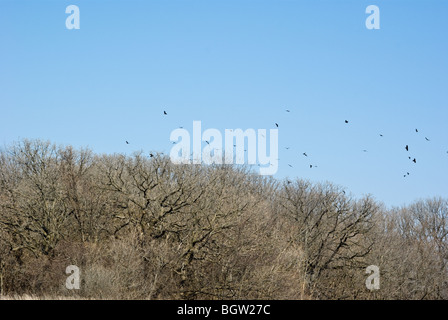 Un omicidio di corvi Foto Stock