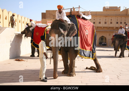 Elefante asiatico (Elephas maximus) utilizzati per il trasporto di turisti fino al colle del Forte Amber (rosa fort) in Jaipur India. Foto Stock