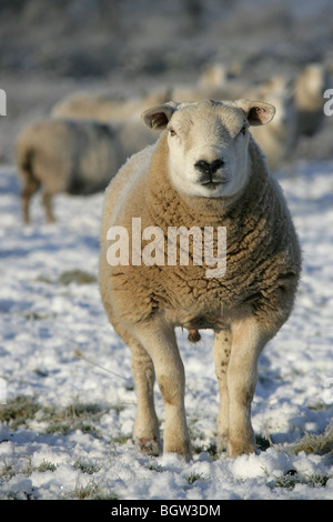 Villaggio di Coddington, Inghilterra. Vista ravvicinata di un pascolo di ovini su un soleggiato e gelido inverno di giorno in un campo di Cheshire. Foto Stock