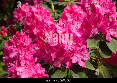 Rhododendron fiori in primavera, REGNO UNITO Foto Stock