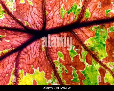 Abstract di Rosa foglia Caladium Foto Stock