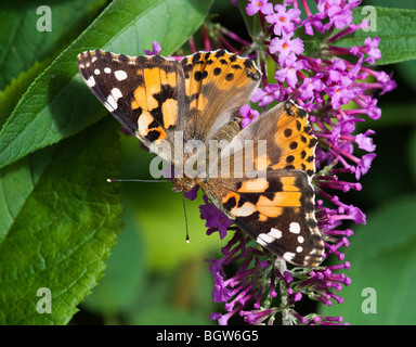 Dipinto di Lady farfalla sulla Buddleia fiore nel Suffolk, Regno Unito Foto Stock