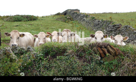 Le mucche in un campo di erba cerca su una parete di pietra in Cornovaglia, England, Regno Unito Foto Stock