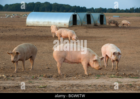 Suini di un'azienda agricola in Suffolk Foto Stock