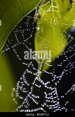 Spider Web con gocce di rugiada appesa su foglie di mango. Foto Stock