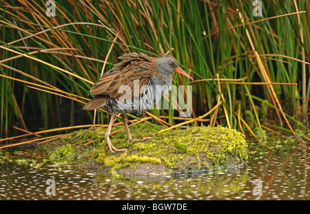 Water Rail Foto Stock