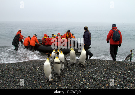 Visita di Salisbury Plain, Isola Georgia del Sud. Re pinguini sulla spiaggia. Foto Stock