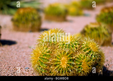 Round cactus sono allineate in righe, Las Vegas NV. Eventualmente Golden Barrel cactus. Foto Stock