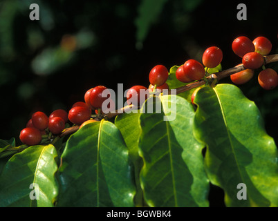 Caffè Kona mature 'cherry' su albero; Sud Kona, isola di Hawaii. Foto Stock