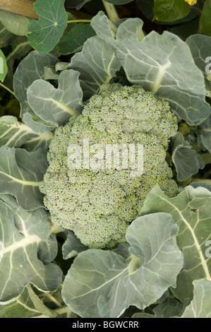 Close up di broccoli (Brassica oleracea var. italica) che cresce su un riparto grafico che mostra entrambi i broccoli e le foglie verdi Foto Stock