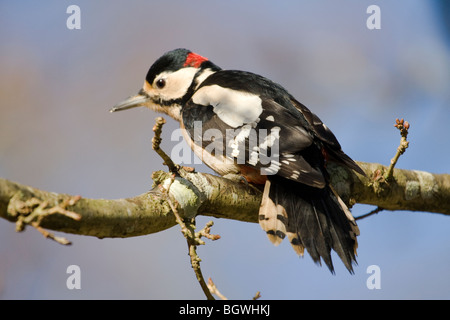 Picchio rosso maggiore sul ramo Foto Stock