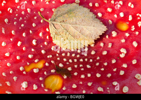 La superficie del cappello del fungo velenoso Amanita o toadstool. Foto Stock