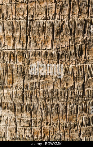 Close up di palm corteccia mostrando texture dettagliate Foto Stock