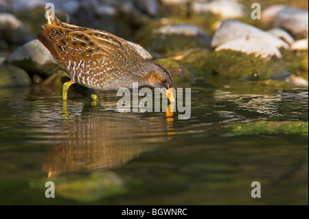 Voltolino Porzana porzana Tüpfelralle Foto Stock