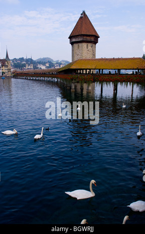 Famoso Ponte Kapelbrucke chiamato Ponte della Cappella con cigni presso il lago di Lucerna Svizzera Luzern Foto Stock