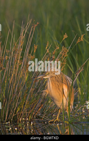 Sgarza ciuffetto Ardeola ralloides Foto Stock