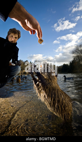 In inverno, un (coypu Myocastor coypus) chiedendo cibo (Vichy - Francia). Tame domata addomesticare. Foto Stock
