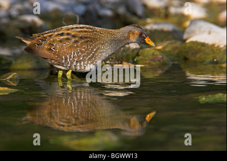 Voltolino Porzana porzana Tüpfelralle Foto Stock