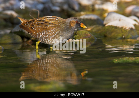 Voltolino Porzana porzana Tüpfelralle Foto Stock