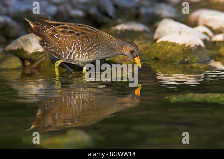 Voltolino Porzana porzana Tüpfelralle Foto Stock