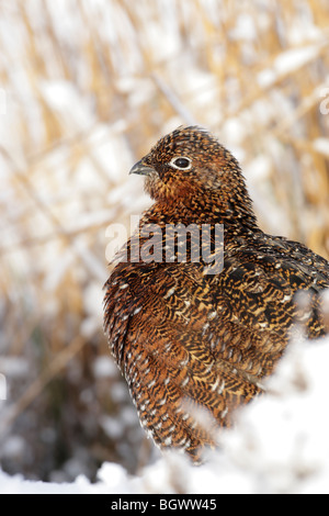 Red Grouse femmina (Lagopus lagopus scotticus) seduti sulla neve in North York Moors NP Foto Stock