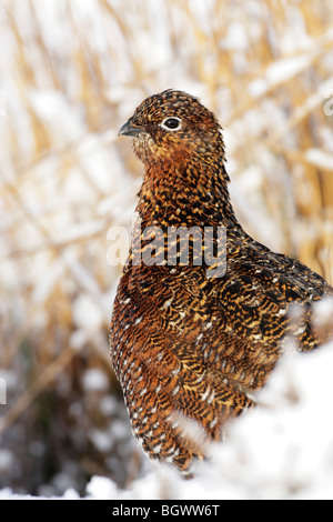 Red Grouse femmina (Lagopus lagopus scotticus) seduti sulla neve in North York Moors NP Foto Stock