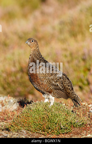 Red Grouse femmina (Lagopus lagopus scotticus) permanente sulla heather in North York Moors NP Foto Stock