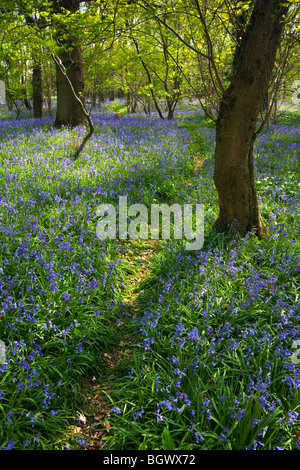 Un tappeto di bluebells in un bosco immerso nella luce del sole Foto Stock