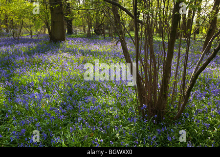 Un tappeto di bluebells in un bosco immerso nella luce del sole Foto Stock
