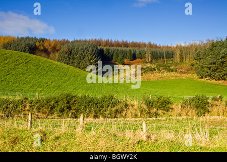 Coltivate alberi di pino nelle Highlands scozzesi Foto Stock