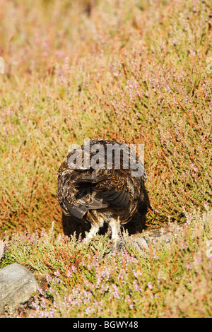 Red Grouse femmina (Lagopus lagopus scotticus) preening tra la fioritura heather in North York Moors NP Foto Stock