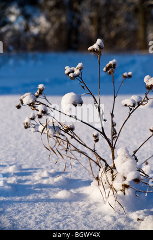 Bardana selvatico in un paesaggio invernale Foto Stock