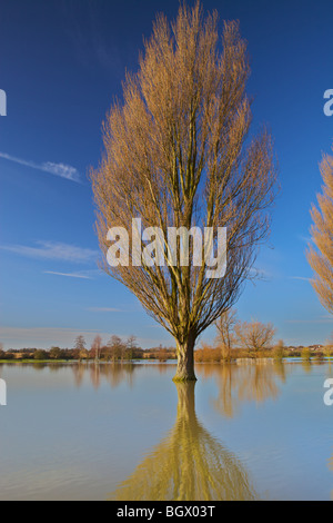 Inondati Fiume Great Ouse, correndo attraverso Stoney Stratford, Buckinghamshire, Inghilterra Foto Stock