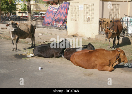 Una tipica scena di strada, con le vacche sacre, a Jaipur, India. Foto Stock