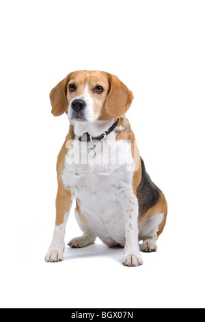 Un simpatico cane Beagle, isolato su bianco di sfondo per studio Foto Stock