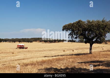 La raccolta di campi di grano in regione Alentejo Portogallo Foto Stock