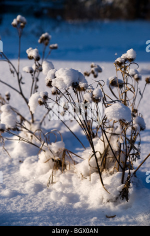 Bardana selvatico in un paesaggio invernale Foto Stock