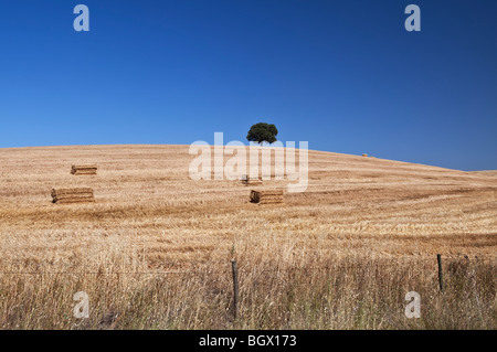 Unico albero di sughero sulla cima di campi di grano regione Alentejo Portogallo Foto Stock
